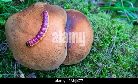 Caterpillar kriechen auf eine große Pilze Steinpilze. Gemeinsame Ingwergewächse (Coccus coccus) - Pest; Holz zerstörenden Insekten Stockfoto