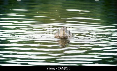 Europäische teal (Anas crecca) weiblich ist Floating Stockfoto