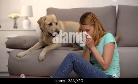 Frau sitzt in der Nähe von Labrador Hund Niesen im Gewebe, Pelz Allergie, antihistaminikum Stockfoto