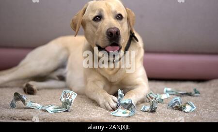 Unschuldige Labrador Retriever Hund liegend unter gekaut Dollar Banknoten, daneben benehmen Stockfoto