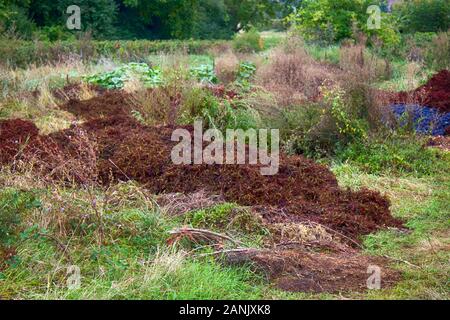 Der Prozess des Sammelns von Weintrauben. Weintraube gelöscht von Beeren, Teil der Trauben während der Ernte abgelehnt, die Erträge. Frankreich, Di Stockfoto