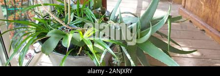 Keimlinge von Blumen für den Anbau in ein Blumenbeet auf dem Balkon Stockfoto