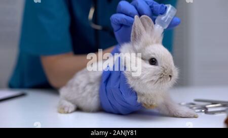 Tierarzt fallen Medikamente in Rabbit Ears, Behandlung für Milben, das Reinigungsverfahren Stockfoto