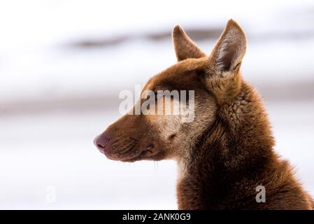 Deutscher Schäferhund Kopf Nahaufnahme Stockfoto