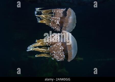 Ein endemischer Quallen, Mastigias sp., schwimmt knapp unter der Oberfläche in einem abgelegenen See in Raja Ampat, Indonesien. Dieses Gelee wurde nicht beschrieben. Stockfoto