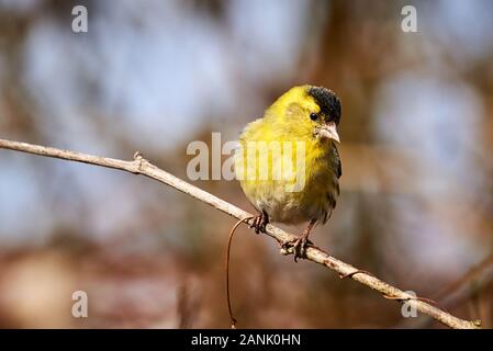 Eurasian siskin (Spinus spinus) sitzt auf einem Ast Stockfoto