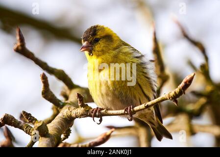 Eurasian siskin (Spinus spinus) sitzt auf einem Ast Stockfoto