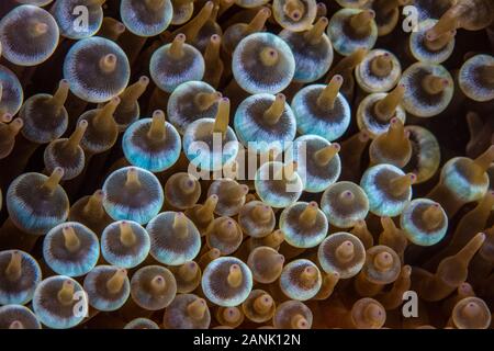 Detail einer Bulbed Anemone, Entacmaea quadricolor, wächst an einem Riff in Papua Neuguinea, Indo-Pazifischen Ozean Stockfoto