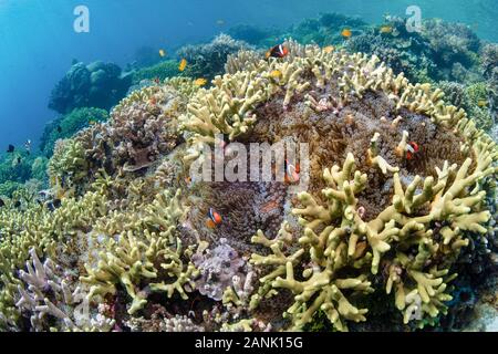 Tomate Clownfisch, Amphiprion frenatus, harte Korallen und Anemonen gedeihen auf ein flaches Riff in Wakatobi National Park, Indonesien Stockfoto
