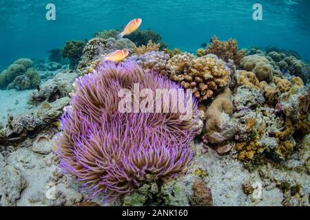 Ein paar Rosa Anemonenfischen, Amphiprion perideraion, Schwimmen über ihre schönen host Anemone in Wakatobi National Park, Indonesien Stockfoto