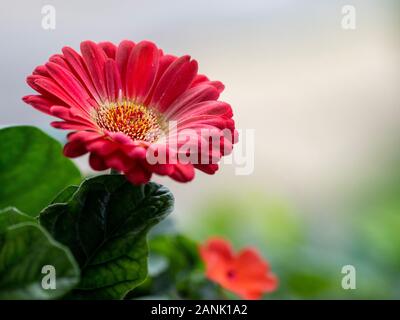 Dunkle Korallenfarbe Gerbera Daisy Bloom mit Weichem Cremigem Hintergrund Stockfoto