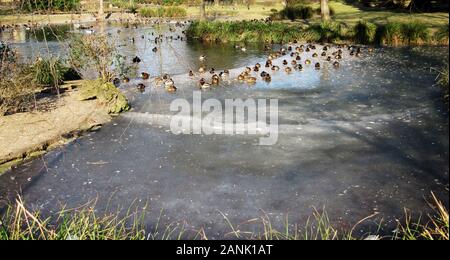 Ein halb gefrorenen Teich mit viel Stockente, Anas platyrhynchos Stockfoto