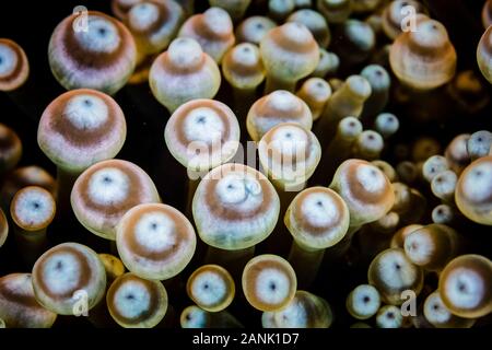 Detail der Tentakel eines Bulbed - Anemone (Entacmaea quadricolor) wächst auf einem Riff in Raja Ampat Inseln, West Papua, Indonesien, Indo-Pazifischen Ozean Stockfoto