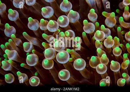 Detail der Tentakel eines Bulbed Anemone (Entacmaea quadricolor) wächst an einem Korallenriff in der Nähe von Flores, Indonesien, Indo-Pazifischen Ozean Stockfoto