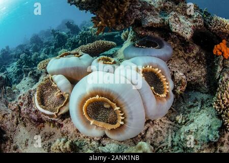 (Corallimorphs Amplexidiscus fenestrafer) wachsen auf ein flaches Riff in Fidschi Stockfoto