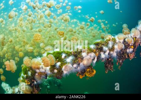 Kleine weiße endemisch Anemonen (Entacmaea medusivora) wachsen auf in einer isolierten Marine Lake in Palau, Mikronesien im Pazifischen Ozean. Diese Anemonen füttern auf Th Stockfoto