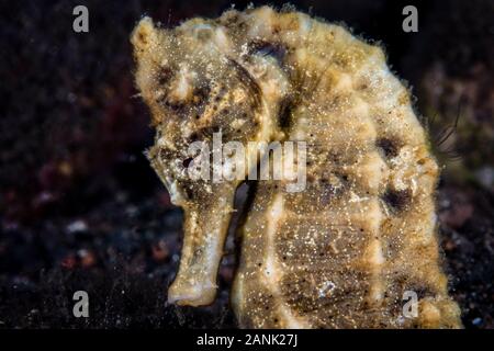 Gemeinsame Seahorse, Hippocampus kuda, Komodo National Park, Kleine Sunda Inseln, Indonesien, Indo-Pazifischen Ozean Stockfoto