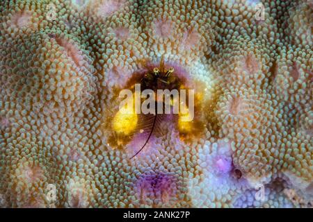 Coral Hermit Crab, Paguritta Arten, Leben in alten, verlassenen tubeworm Rohre auf Hartkorallen, Papua-Neuguinea, Indo-Pazifischen Ozean Stockfoto