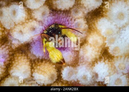 Coral Hermit Crab, Paguritta Arten, Leben in alten, verlassenen tubeworm Rohre auf Hartkorallen, Papua-Neuguinea, Indo-Pazifischen Ozean Stockfoto