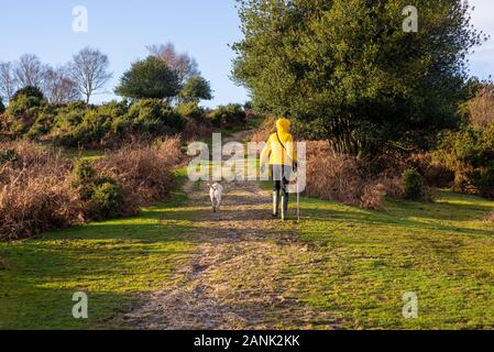 Godshill, New Forest, Hampshire, UK, 17. Januar 2020, Wetter. Duschen am Nachmittag schließlich den Weg für die kühleren Mehr nieder Wetter am Ende eines sehr nasse Woche. Eine antizyklonale Wetter Muster wird erwartet, Sonnenschein und über Nacht Frost über das Wochenende zu bringen. Credit: Paul Biggins/Alamy leben Nachrichten Stockfoto