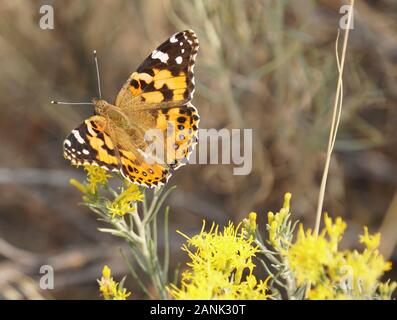 Nahaufnahme eines Monarch-Schmetterlings, der leicht auf einem Strang leuchtend gelber Wildblumen ruht. Stockfoto