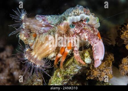 Symbiotische Anemonen Abdeckung die Hülle eines Einsiedlerkrebses, Dardanus pedunculatus, im Komodo National Park, Kleine Sunda Inseln, Indonesien, Indopazifik Oce Stockfoto