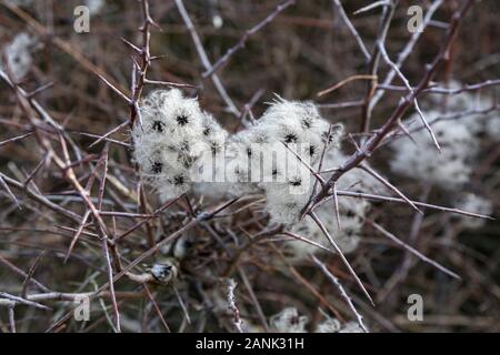 Saatgut Köpfe mit seidigen Anhängsel der Wilden Climatis Stockfoto
