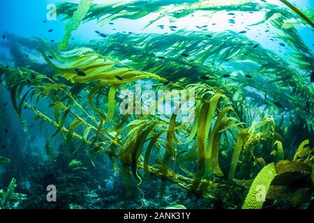 Giant kelp Forest, Macrocystis pyrifera, Santa Barbara Insel, Channel Islands National Park, Channel Islands National Marine Sanctuary, Kalifornien, U Stockfoto