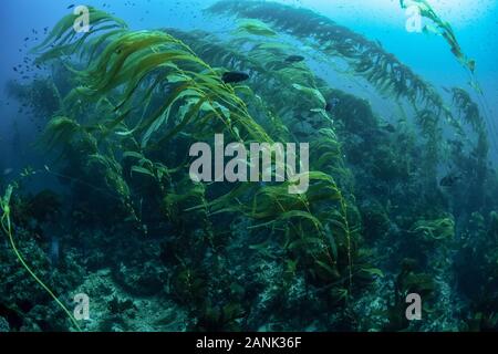 Ein kelp Forest, der sich in erster Linie von Giant kelp, Macrocystis pyrifera,, wächst auf einem felsigen Boden in der Nähe des Santa Barbara Insel, Channel Islands Nationa Stockfoto