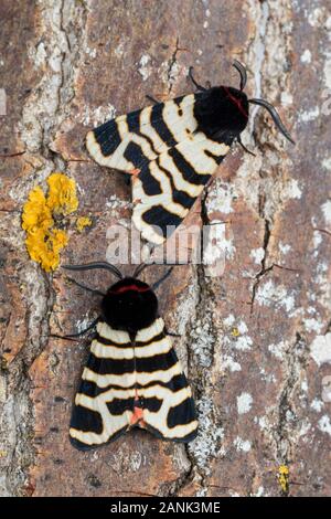 Zwei Männchen der Tiger Moth, Arctia festiva, thront auf der Rinde eines Baumes Stockfoto