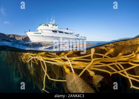 Ein Tauchboot ist in der Nähe ein Kelp forest auf den Kanalinseln von Kalifornien, USA verankert, Pazifischer Ozean Stockfoto