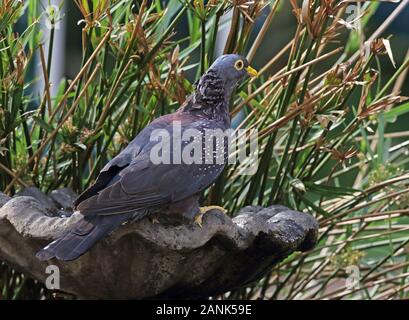 Afrikanische Olive - Taube (Columba arquatrix) Erwachsenen auf dem Trinken Pool im Garten Johannesburg, Südafrika November gehockt Stockfoto