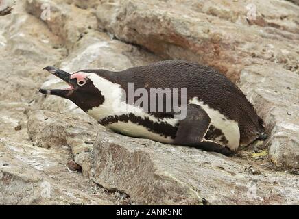 Afrikanische Pinguin (Spheniscus demersus) Erwachsenen liegen auf Rock, Western Cape, Südafrika November Stockfoto