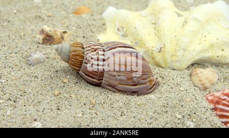 Verschiedene Muscheln und Meeresschnecken im Sand Stockfoto
