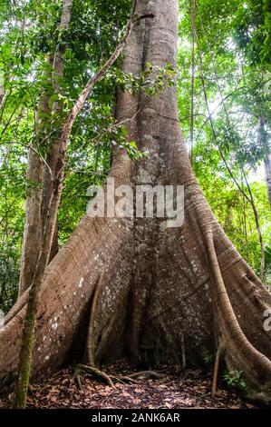 "Samauma"-Baumstamm, typisch für das Amazonasgebiet, im Nationalforst Tapajós, in der Region Alter do Chão, Pará, Nordbrasilien Stockfoto