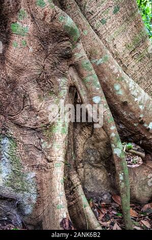 "Samauma"-Baumstamm, typisch für das Amazonasgebiet, im Nationalforst Tapajós, in der Region Alter do Chão, Pará, Nordbrasilien Stockfoto