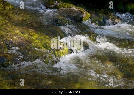 Wasser wirbelt über Grünmoos in einem österreichischen Bergbach, Österreich, der Styria Stockfoto