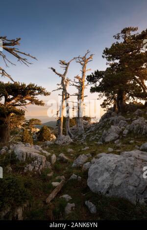 Sonnenaufgang im Nationalpark Pollino in Italien Italia, mit Blick auf den zypischen Baum Pino Loricato Stockfoto