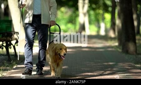 Blinden Mann mit Hund Kabelbaum, sicheres Gehen mit ausgebildeten pet im Park Stockfoto