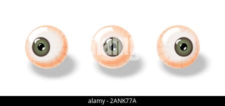 Festlegen von realistischen Augen mit verschiedenen Blick Richtung. Vector Illustration Stock Vektor