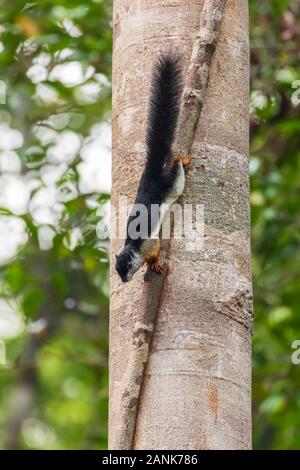 Prevost Eichhörnchen Klettern Baum in Borneo Stockfoto