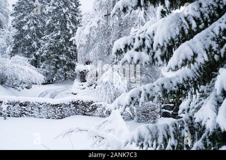 Bäume mit Schnee im Winter - Weihnachten Hintergrund Stockfoto