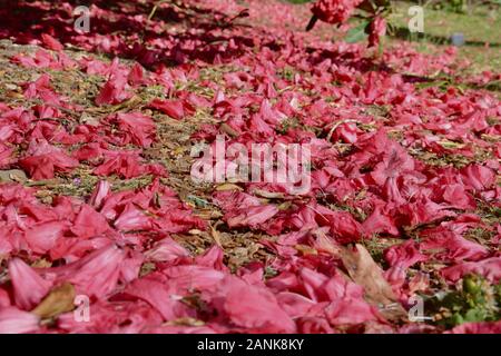 Gefallenen Blütenblätter aus einem rosa/rot Rhododendron und Azalea plant/Bush (Ericaceae). Sterbende Blütenblätter in den Dreck auf dem Boden verstreut und leuchtet durch Sonnenlicht Stockfoto