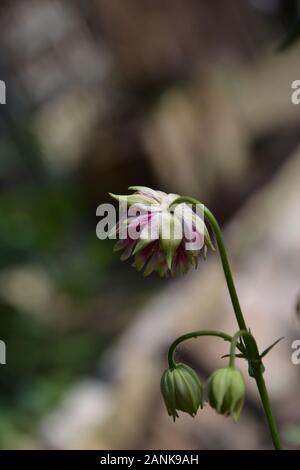 Suchen Seite an einem rosa, gelb und grün Akelei (Aquilegia) Blütenstand mit zwei Knospen unter auf dem Stamm; verschwommen bokeh Hintergrund und d Stockfoto