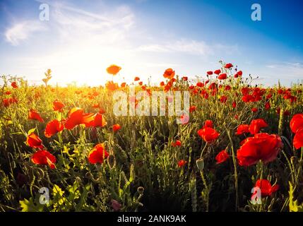 Blühende rote Mohnblumen auf dem Feld gegen die Sonne, blauer Himmel. Wilde Blumen im Frühling. Dramatische Tag und schöne Szene. Wunderbares Bild von Tapeten. Ex Stockfoto