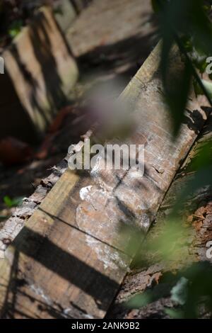 Schmutzige, raue Flecken und gebrochen Holzbrett im Freien, durch Laub gesehen, auf dem Boden liegend dappled im Sonnenlicht Stockfoto