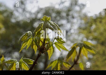 Bergahorn (Acer pseudoplatanus) Eröffnung Blattknospen: junge Blätter in verschiedenen Stadien der Eröffnung im Frühling auf einem Zweig eines Baumes Stockfoto