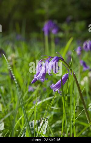 Im englischen Common Bluebell (Hyacinthoides non-scripta) wachsen in der Sonne vor dem Hintergrund der anderen Bluebells, grüne Blätter und Gras Stockfoto