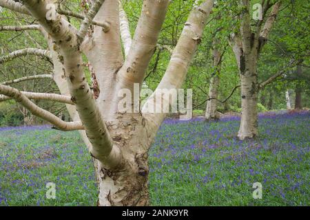 Eine silberne Birke (Betula pendula) mit herrlich weißen Rinde schälen in einem englischen Woodland: grüne Blätter oben und strahlend blauen Glockenblumen (Hyacinthoides Stockfoto