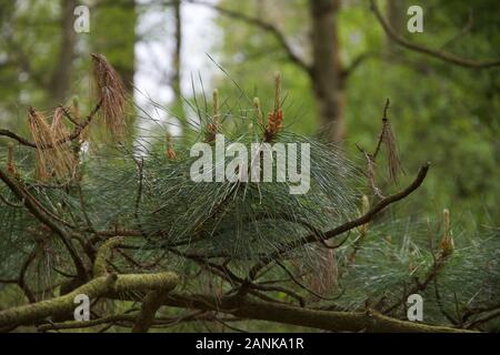 In der Nähe von dunklen Grün evergreen Pin Nadeln wachsen auf einen Baum mit frischer Frühling Wachstum beginnt zu keimen Stockfoto